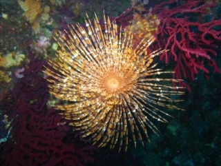 Entdecken Sie die Meeresfauna und -flora mit dem Club Sous l Eau 